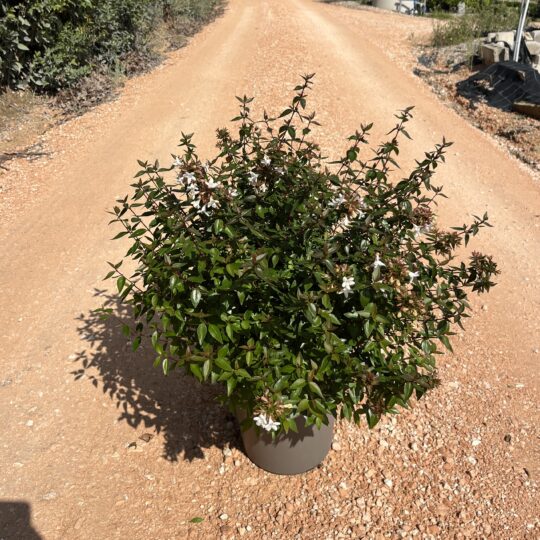 Abelia