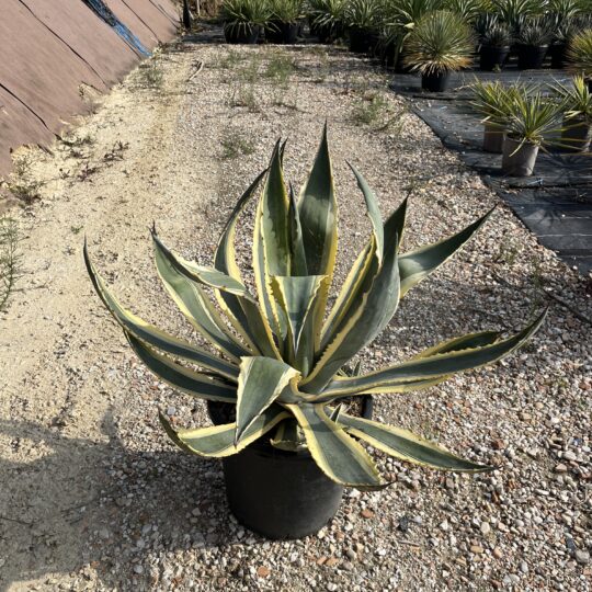 Agave