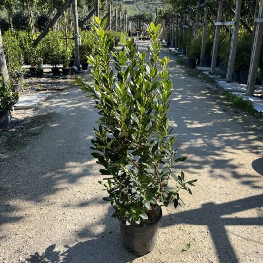 Arbutus Unedo
